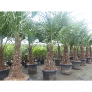 2 Stück im Palmenset Trachycarpus fortunei dicke Stämme 200 cm Hanfpalme