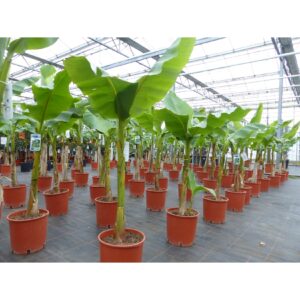 2 Stück Bananenstaude Banane Musa Basjoo 160 cm winterhart Staude japanische Faserbanane