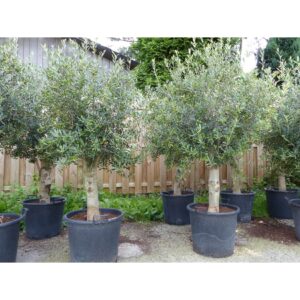 2 Stück winterharter XL Olivenbaum Premiumqualität 45 Jahre
