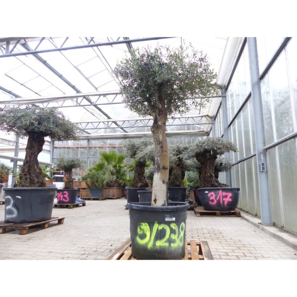 exakt dieser Baum Nr. 9 238
