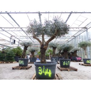 exakt dieser Baum Nr. 344